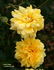 Sunny Today rose photo