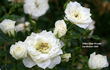 White Mini-Wonder ™ rose photo