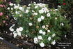 White Mini-Wonder ™ rose photo