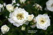 White Mini-Wonder ™ rose photo