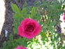 Valerie Jeanne rose photo