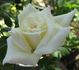 Bridal White ™ (floribunda, Warriner rose photo