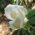 Bridal White ™ (floribunda, Warriner rose photo