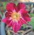 Secret Recipe rose photo