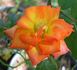 Winning Colors ™ rose photo