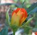 Winning Colors ™ rose photo