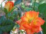 Winning Colors ™ rose photo