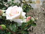 Amoureuse rose photo