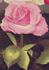 Edgar M. Burnett rose photo