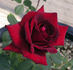 Black Beauty rose photo