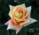 Colossus ™ rose photo