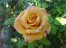 Milva rose photo