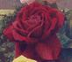 Earl Beatty rose photo