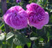 Ovid rose photo