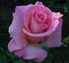 Here's Gert rose photo