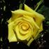 Lanvin rose photo