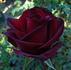 Blackout rose photo