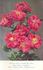 Chaplin's Pink Climber rose photo