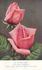 May Wettern rose photo