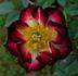 Mini Wings rose photo