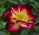 Mini Wings rose photo