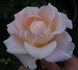 White Majesty rose photo