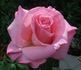 Here's Gert rose photo