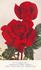 W. E. Chaplin rose photo