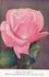 Dorina Neave rose photo