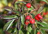 Germanica var. A rose photo