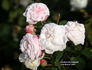 Duchesse de Grammont rose photo