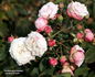 Duchesse de Grammont rose photo