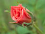 Carmela rose photo