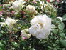 Alabaster rose photo