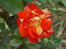 Modern Magic rose photo