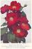Karen Poulsen rose photo