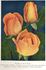McGredy's Pride rose photo