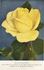 Phyllis Gold rose photo