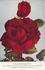Christopher Stone rose photo