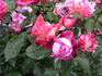 Dulcinea rose photo