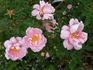 Marzipan rose photo