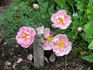 Marzipan rose photo