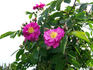 Red Robin rose photo