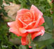 Cheer Up rose photo