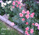 Cheer Up rose photo
