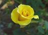 Dr. A.J. Verhage rose photo