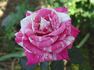 Zebra rose photo