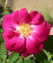 RBXLYN rose photo