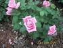 Affirm rose photo
