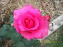 Here's Sam rose photo
